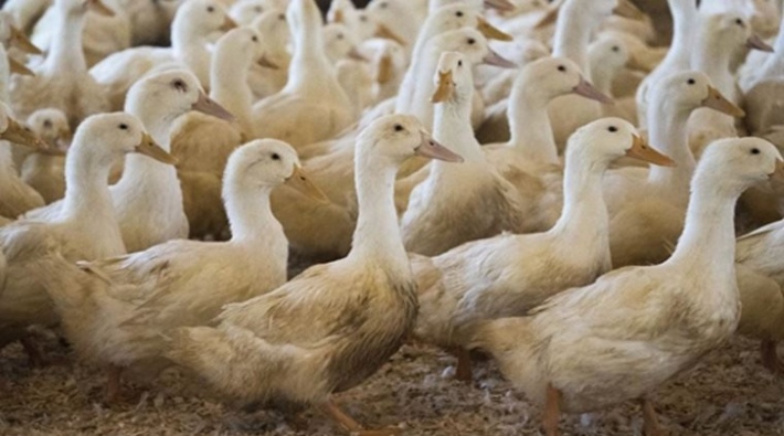Fransa'da kuş gribi sebebiyle 2 milyona yakın ördek itlaf edildi