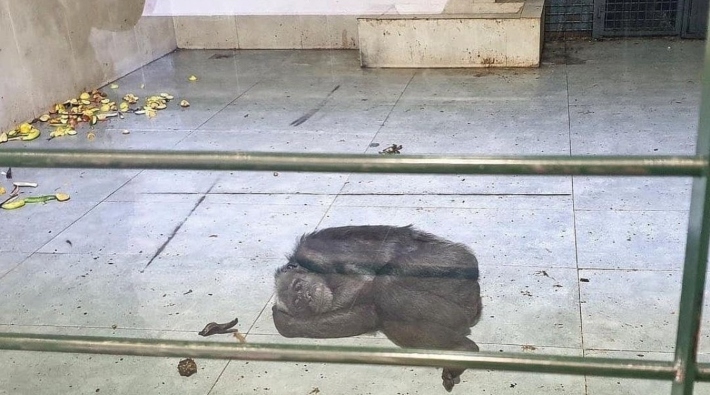 Gaziantep Hayvanat Bahçesi’nde bir şempanzenin fayans üzerinde yatırılmasına yurttaşlardan tepki: 'Buna hakkınız yok'