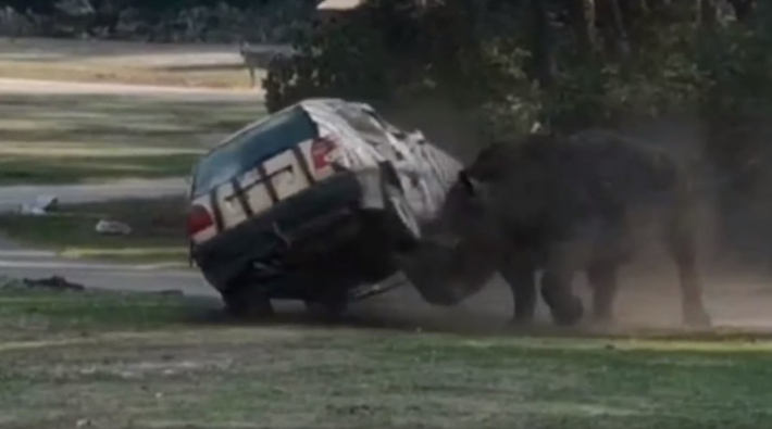 Almanya'da hayvanat bahçesinde bir gergedan arabaya takla attırdı