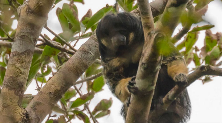 Gizemli Amazon maymunu 80 yıl sonra ilk kez görüntülendi