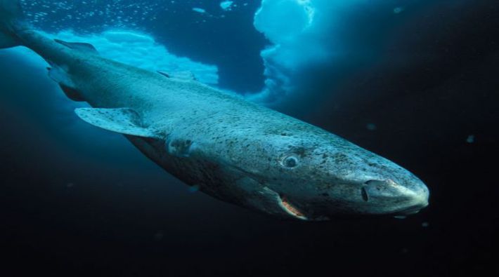 Grönland'da 512 yaşında bir köpek balığı tespit edildi