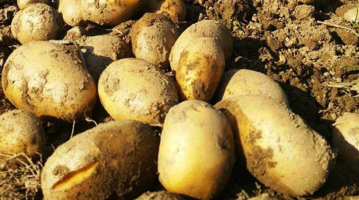Gümrük vergisiz patates ithalatında süre uzatıldı