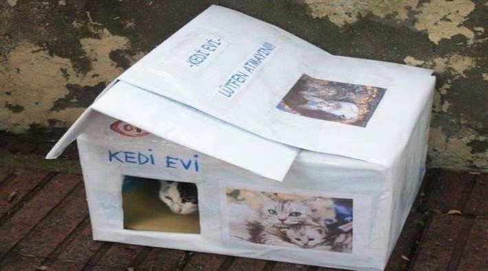 Kadıköy’de ‘kedi evi’ yapan psikoloğu öldüren şahıs tutuklandı