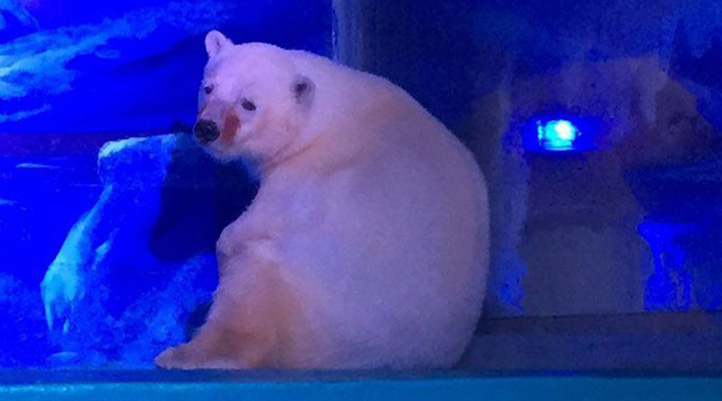 AVM'de tutulan mutsuz kutup ayısı Pizza'nın özgürlüğü için imza kampanyası