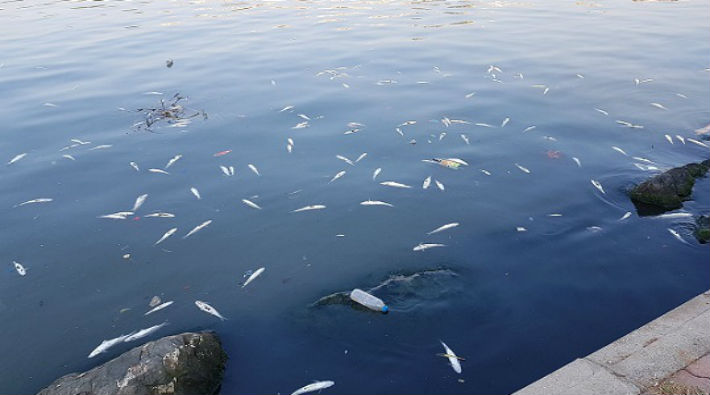 Haliç'te binlerce balık öldü