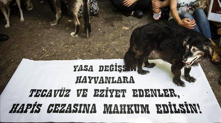 Konya'da hayvan katliamı: Toprağa gömülmüş ölü köpekler bulundu