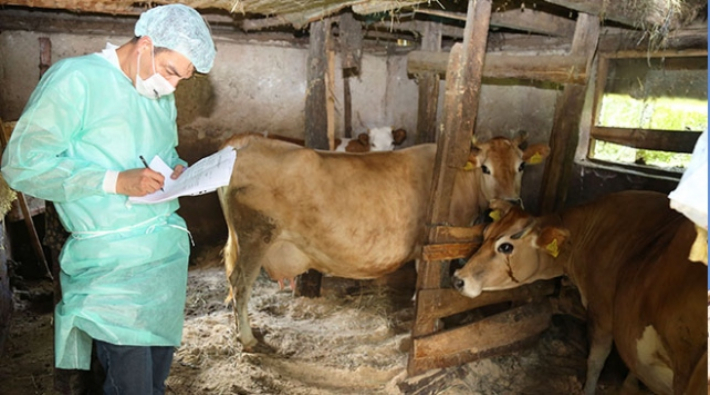 Tarım ve Orman Bakanlığı hayvanlara bozuk aşı yaptırmış!