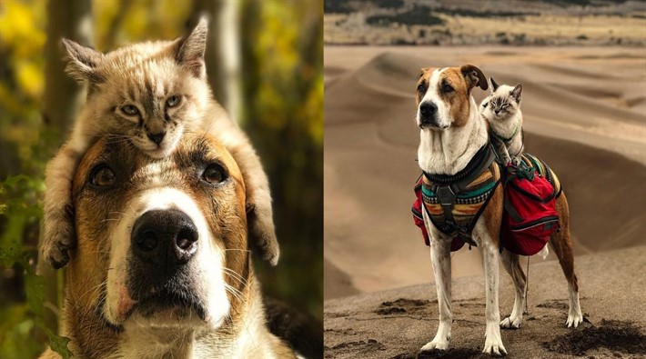 Birlikte macera yürüyüşüne giden kediyle köpeğin fantastik fotoğrafları