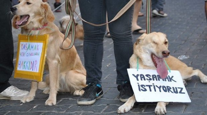 'Hopa Belediyesi barınaktaki kaza geçirmiş köpekleri veterinere göndermiyor'