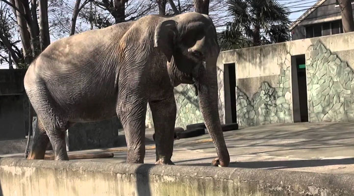 ‘Dünyanın en yalnız fili' Hanako öldü, Tayland yasa boğuldu