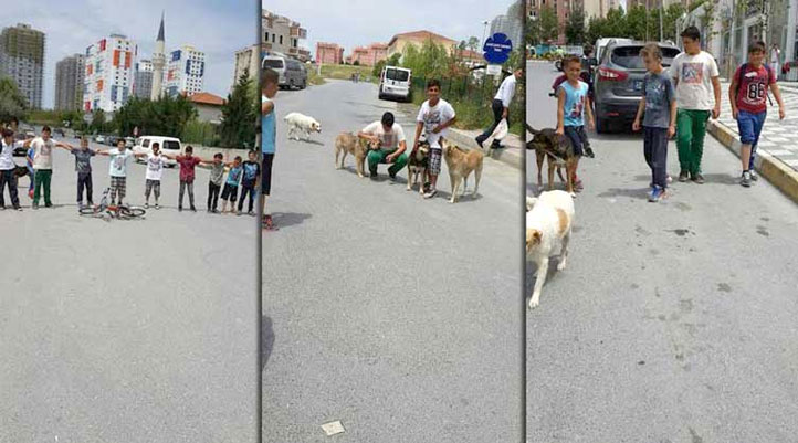 Mahalleli çocuklar köpekleri toplamaya gelen zabıtalardan köpekleri sakladı