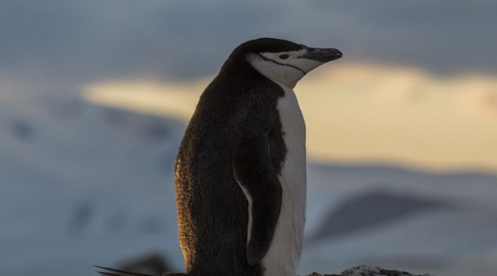 İklim değişikliği yok ediyor: Çember sakallı penguenlerin sayısı yüzde 60 azaldı