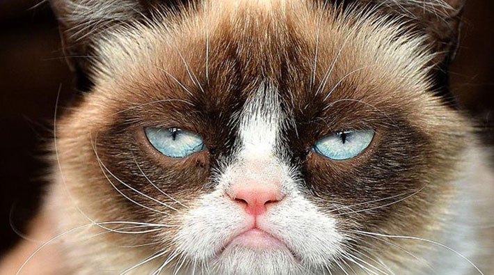 İnternet fenomeni 'Grumpy Cat' mahkemede zafer kazandı