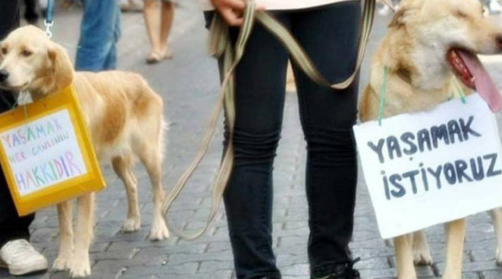 İstanbul'da silahlı saldırıya uğrayan köpek ağır yaralandı