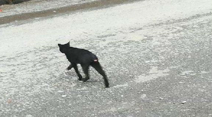 İstanbul'da sokak kedilerinin kuyrukları kesiliyor!