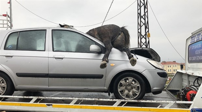 İstanbul'da yol kenarına bırakılan atlara araba çarptı