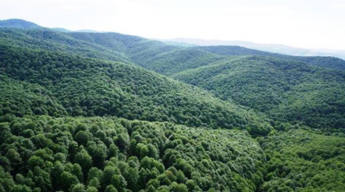 Istranca Ormanları'nda doğa katliamı: Yaklaşık 17 bin ağaç kesilecek