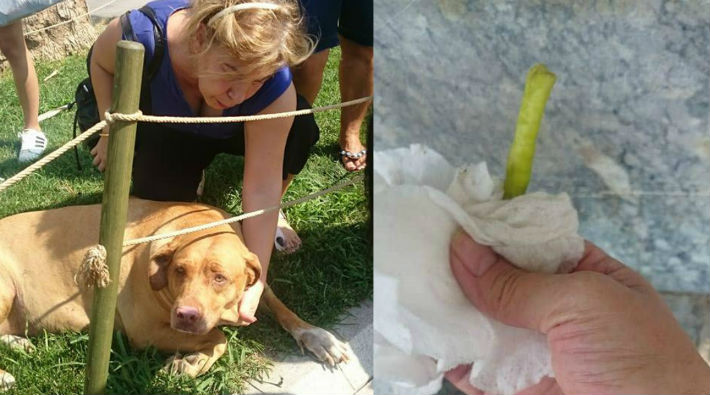 İzmir’de köpeğin cinsel organına acı biberle işkence 