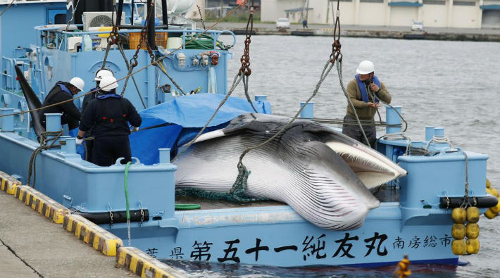 33 yıllık yasak kalktı, balina katliamı başladı