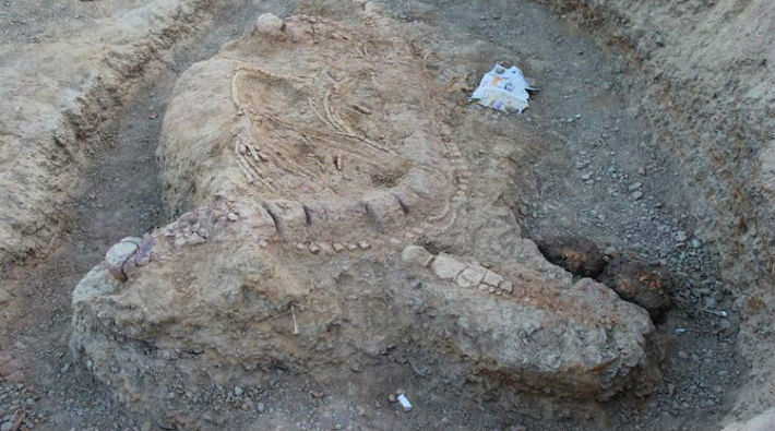 Hindistan’da 'deniz canavarı' fosili keşfedildi