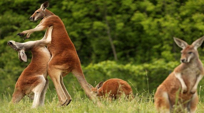 Nüfus patlayınca çağrı yaptılar: Kanguru eti yiyin!