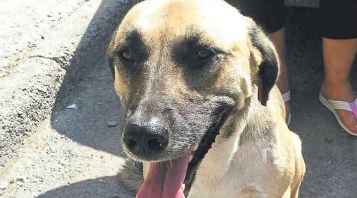 İzmir’de bir köpek çocuğun kaçırılmasına engel oldu