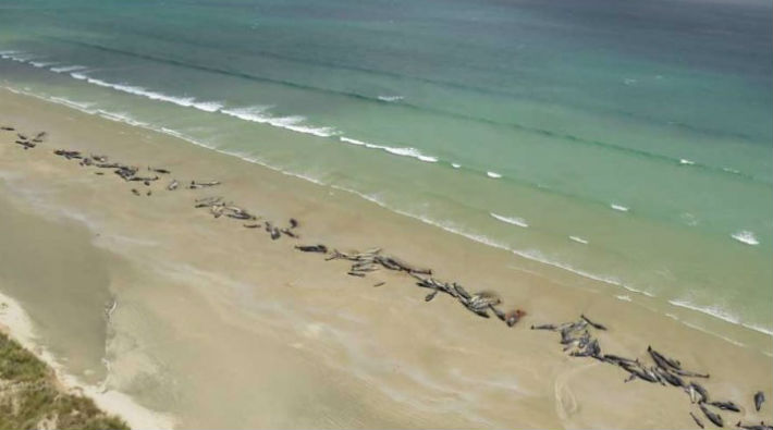 Karaya vuran 145 balina öldü