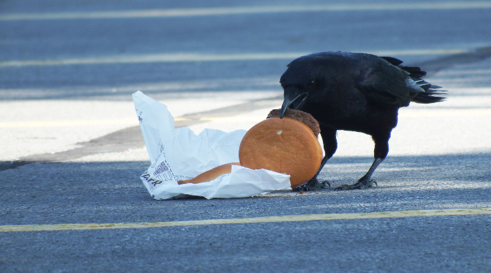 Fast food kargaların kolesterolünü artırdı