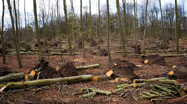 Bakanlık ‘kesilen ağaçların parasının verilmesi’ şartıyla ormanlık alanları ihaleye açtı