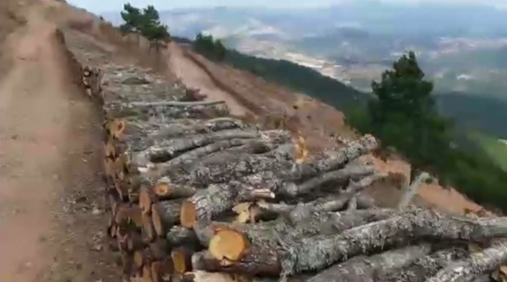 Kaz Dağları'nda katledilen ağaçlardan yüzlerce metrelik istifler yapıldı!