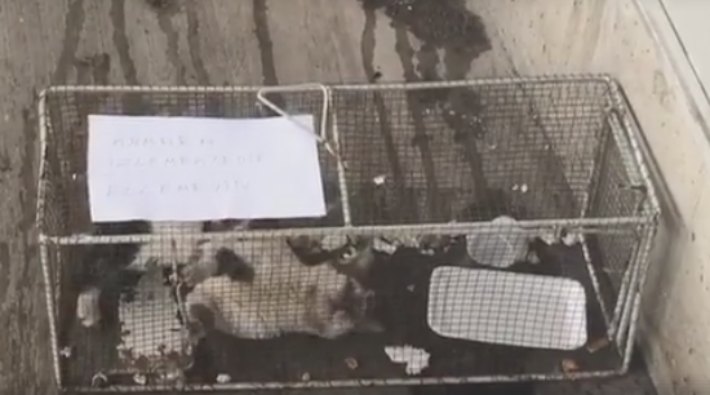Süpermarket kediyi 48 saat kafese kilitledi