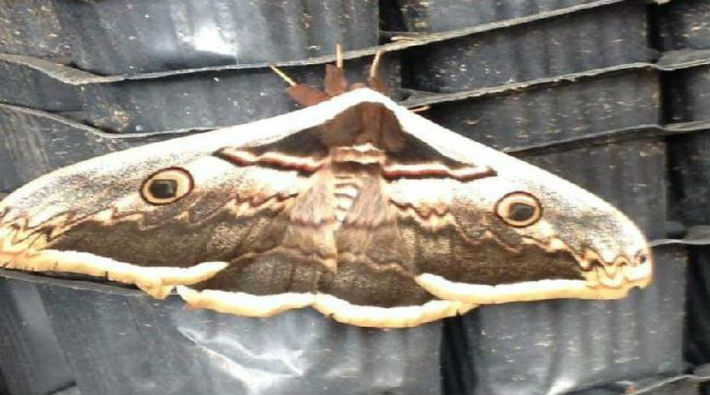 Aydın'da 15 santimetrelik tavus kelebeği görüntülendi