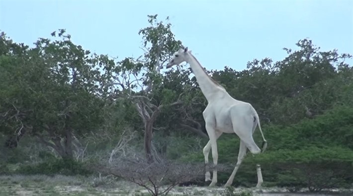 Kenya'da, dünyada nadir görülen 2 beyaz zürafa avcılar tarafından katledildi!