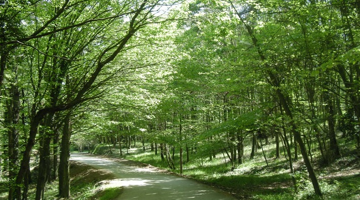 Kocaeli ve Sakarya'da ormanlık alanlara giriş yasaklandı