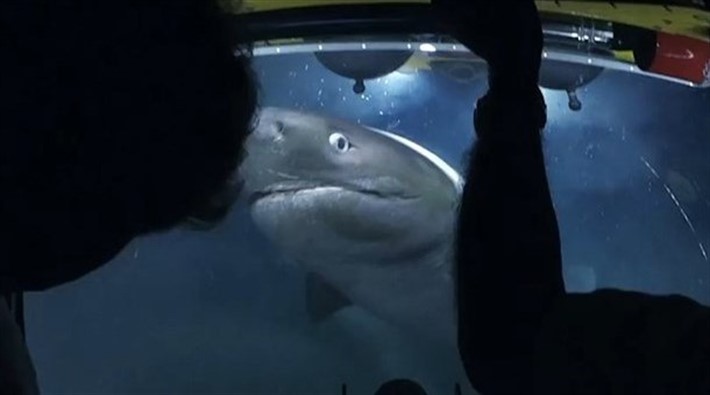 Köpek balığı belgeselcilere saldırdı!