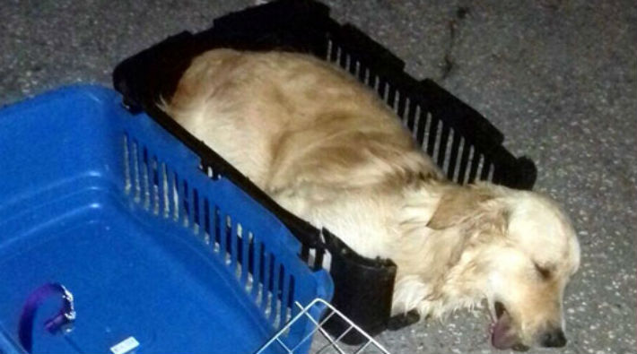 Firmadan köpeği ölen yolcuya: Bir sürü Müslüman ölüyor sen bir köpek için insanları alıkoyuyorsun