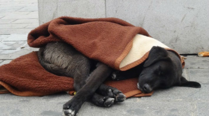 Taksim’de üşüyen köpeğe yardım