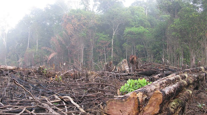 Koronavirüs salgınında orman katliamı yüzde 150 arttı