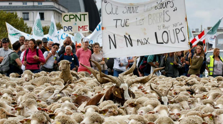 Paris'te binlerce koyun kurtlara karşı yürüdü