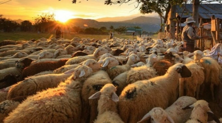 'Çanakkale'deki koyun ölümleri araştırılsın'