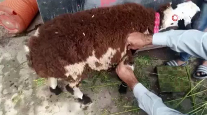 Kurban Bayramı için satılan keçi, üzerine yün yapıştırılmış koyun çıktı