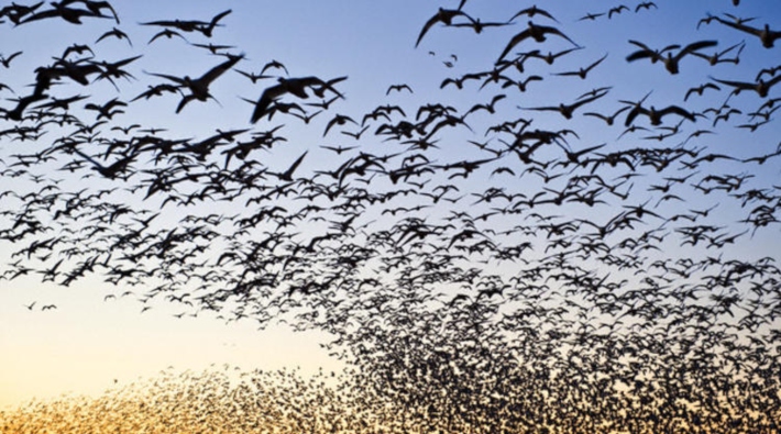 Milyonlarca kuş, göç yolu üzerine kurulan tuzaklarla öldürülüyor