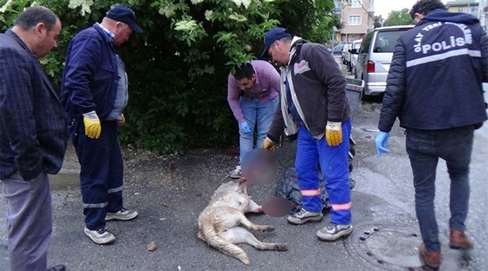 Kütahya'da sokak köpeğini katleden kişi tutuklandı