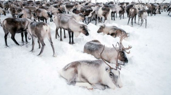 Kuzey Kutbu'ndaki ren geyiklerinin sayısı yarıdan fazla azaldı