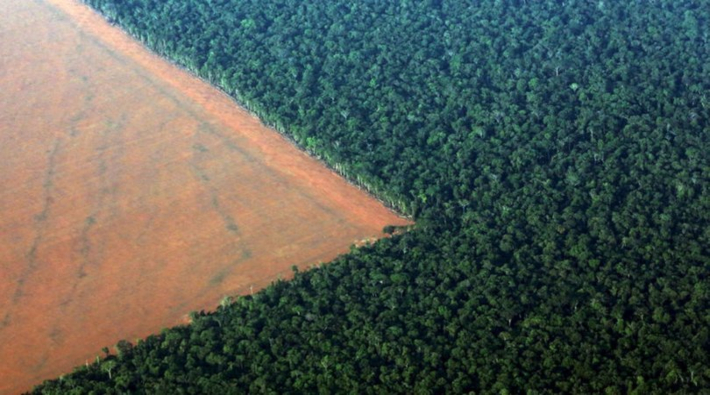 Yeni sızan belgeler Bolsonaro’nun Amazon ormanlarına dair planları olduğunu gösteriyor