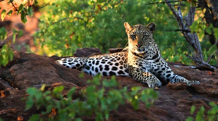 Güney Afrika'da bir leopar 2 yaşındaki çocuğu öldürdü