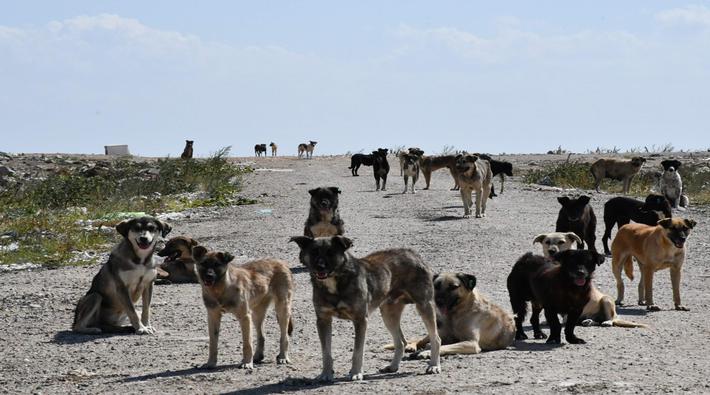 Lüleburgaz'da son 1 yılda kısırlaştırılan 300 köpek kayıp