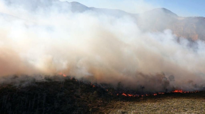Meksika'da orman yangınları: Üç eyalete yayıldı