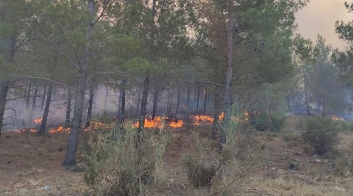 Mersin'de kızılçam ormanında yangın