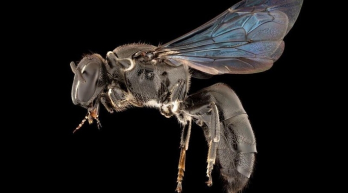 Nesli tükendiği düşünülen arı türü 98 yıl sonra ortaya çıktı